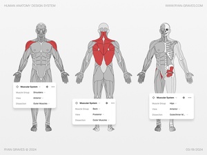 Menschliches Anatomie -Vektor -Kit für Figma
