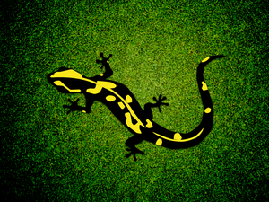 Fire Salamander Illustration Sketch Resource