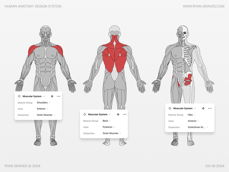 Human Anatomy Vector Kit for Figma