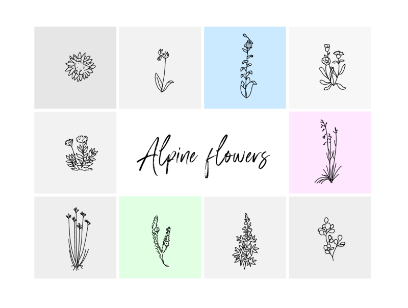 Illustrations de fleurs alpines